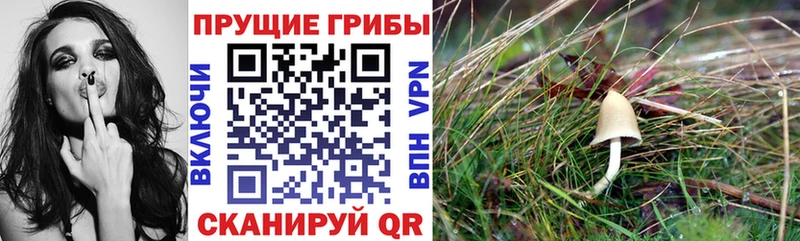 Галлюциногенные грибы Cubensis  Раменское 